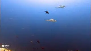 Reef sharks