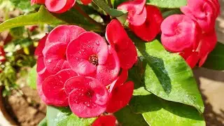 Top 8 Beautiful and Permanent plants, Beautiful plants for home, The One Page