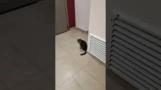 Кот Мурзилка выглядывает из за угла😀