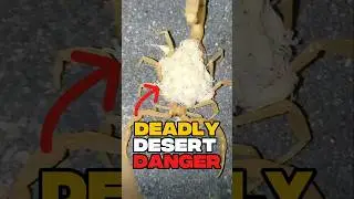 Top 5 Desert Animals That Can Kill You 🏜️ #facts #shorts