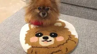 【Vlog】ポメラニアンのぽっちに手作りラグをプレゼント!!タフティングに挑戦