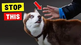 9 Things Dogs Hate About Humans