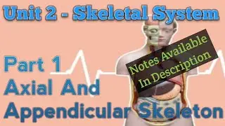 हिन्दी में || All 206 Bones in Easy Language ||Skeleton System || Part 1 ||Unit 2 || B.Sc. Nursing