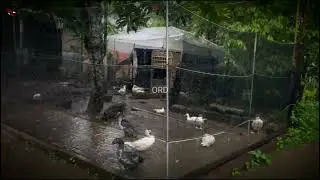 SOOTHING RAIN IN THE COUNTRYSIDE | Calm Village Ambience & Cozy Villa