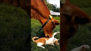 A cow playing with a cat cute and funny video #cat #cow #cowandcat #cuteanimals #kitten #shorts