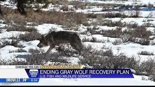 The U.S. Fish and Wildlife Service is ending plans to protect gray wolves