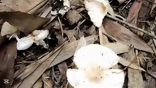 বাণিজ্যিক ভাবে মাশরুম চাষ বদলে দিতে পারে ভাগ্য।Bangla life