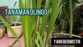 TANAMAN DLINGO YANG BERMISTIK@salamduasumpit1883