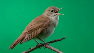 Nightingale Bird Singing 🐦🎶 | Realistic Green Screen Video | Ultra HD Chroma Key