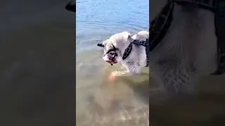 Cute doggy | Doggy Channel | #Shorts #fun #cute #huskies #dog #tiktok