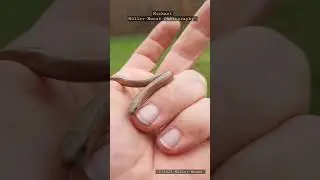 Baby - Blindschleiche auf der Hand, #Brandenburg #shorts #blindschleiche #wildlife #germany