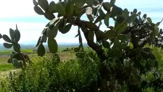 Roadtrip Andalucia - beautiful landscape with green rolling hills and cacti