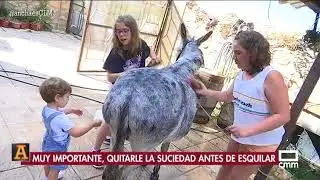 Llegó la hora de esquilar - Ancha es Castilla-La Mancha - CMM