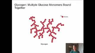 KIN 163 - Bioenergetics & Metabolic Substrates