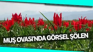 Muş Ovası Lalelerle Kırmızıya Boyandı