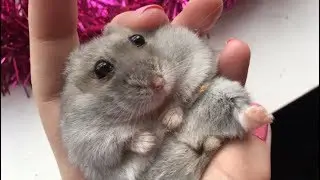 How to teach your hamster to lay on their back