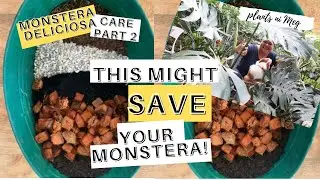 MONSTERA DELICIOSA SOIL MIX- AVOID ROOT ROT WITH THIS SIMPLE POTTING MEDIUM!|CARE P 2 (TAGALOG)