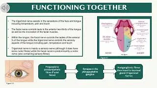 MEDI112 Cranial Nerve Group Project