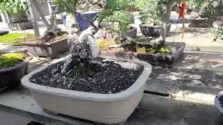 Huntington Gardens Bonsai-A-Thon tree sale preview 2022 part 4