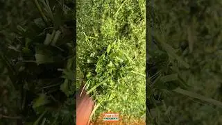 GREEN GRASS CUTTING PROCESS IN BHARATHI DAIRY FARM #bharathidairyfarm #greengrass #grasscutting