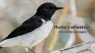 Hume's wheatear (Oenanthe albonigra) | Wheatear bird  species
