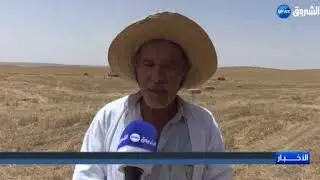 أم البواقي: عمال مزرعة غول موسى يرفعون التحدي في زيادة محصولهم