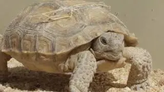 Desert Tortoise at Marine Corps Air Station Control Ground Combat Center (MCAGCC) Twentynine Palms