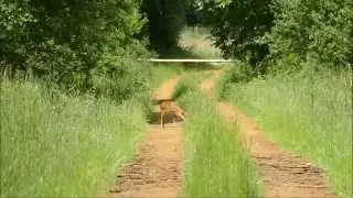 chinese water deer walking in woodland (Hydropotes inermis)