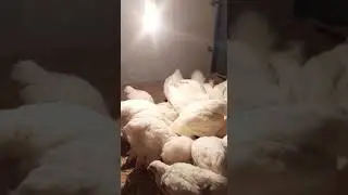 WHITE HEAVY COCHIN FANCY BIRDS