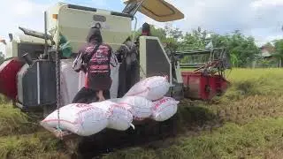 Combine Harvester 2025 Bimo 102L Mbah Kun di Balong Ponorogo
