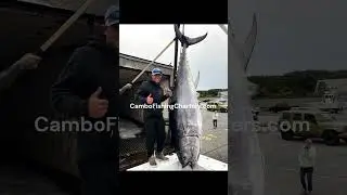 Cambo Fishing Charters Cape Cod Tuna &mdash; гигантский тунец возвращается домой вместе с нами.