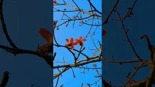 The mesmerizing beauty of Palash Flower #shorts #nature #youtube #youtubeshorts