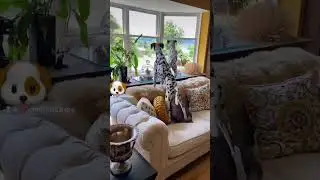 Ultimate protection! #protection #dog #puppy #puppyprotection #dalmatian #cutedog #funnydogvideo