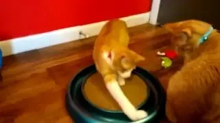 Top 3 Cat Toys 2016 - Happy Kitty Valentine's Day from Rocco's Toybox