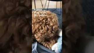 Boring! #dogchallenge #toypoodle #poodle #funnydogvideos #dogsoftiktok #dogs #angrydog #boreddog