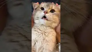 ##funny video cat #fuunycomedy funnyvideo #funyjoke #funyshorts #funystory #fuunycomedy