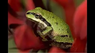 Pacific Tree Frog That Says 