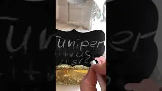Juniper/citrus homemade vodka infusion kit from Medicinal Wines and Herbs