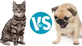 Project : Cats Vs Dogs Classification Flask App