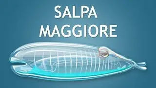 Elltharis - SALPA MAGGIORE (5★)