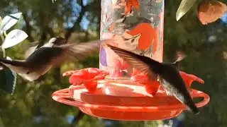 The Weird Connection Between Hummingbirds and Dance Music