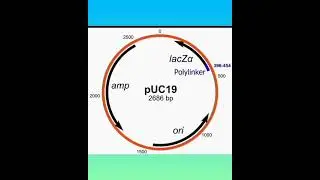 pUC vector