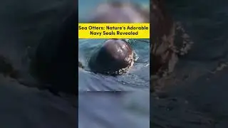 🐾 Sea Otters: Nature&rsquo;s Navy Seals in Action! 🌊