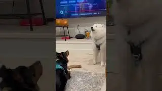 Showing the lil bro the ropes of how to howl #dog #howling #samoyed #aussie