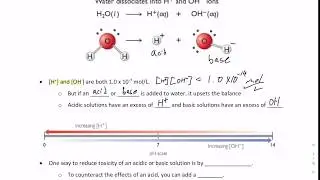 Neutralization Reaction Notes