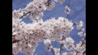 The Promise of Spring / Dennis Alexander