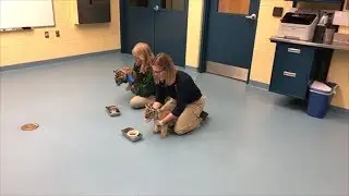 Adorable 9-Week-Old Baby Tiger Cub Siblings Get Rejected By Mom