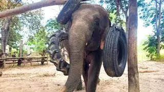 Freedom Matters  💜🐘💜 x-street begging elephant now lives the life of just an elephant  #animals