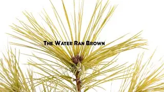 The Water Ran Brown: The Story of the Elizabeth Mine - Ezra McGinley-Smith