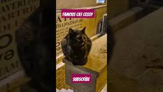 famous cat cessy #adventurouscats